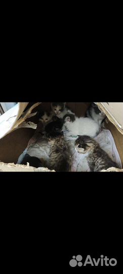 Котята в добрые руки
