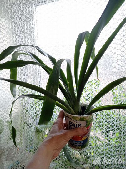 Бильбергия