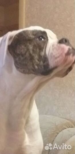 Американский бульдог Вязка