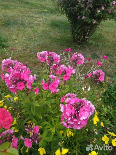 Флоксы многолетние (саженцы)