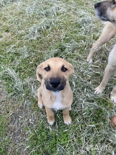 Мальчик в добрые руки