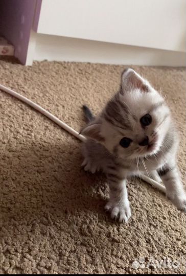 Британские котята