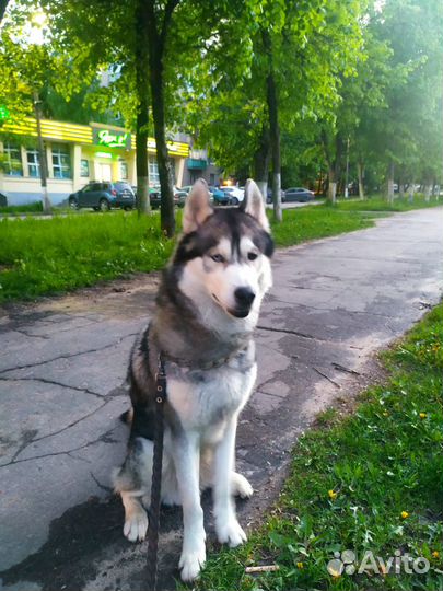 Хаски вязка