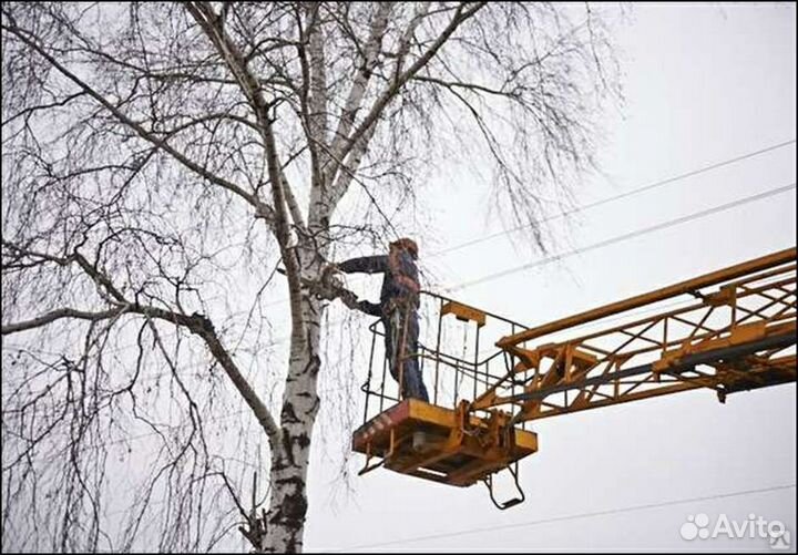 Спил деревьев