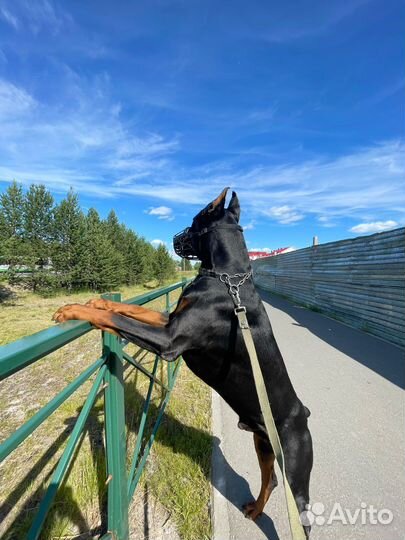 Доберман вязка