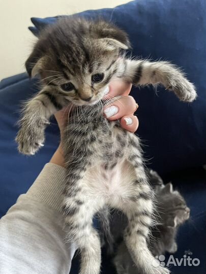 Котята в дар бесплатно