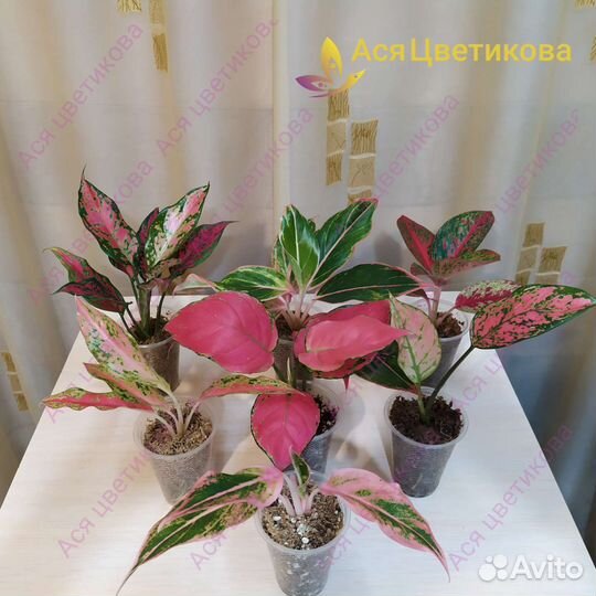 Аглаонема (разные)