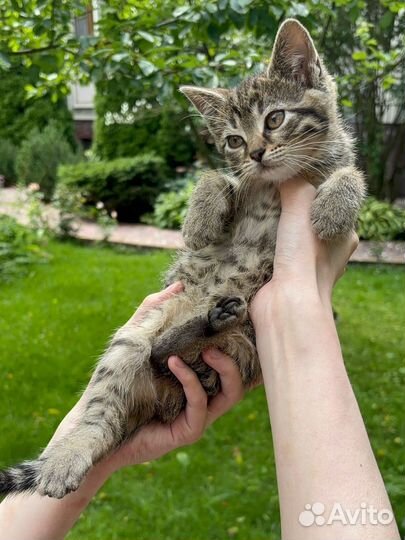 Отдам котенка в добрые руки