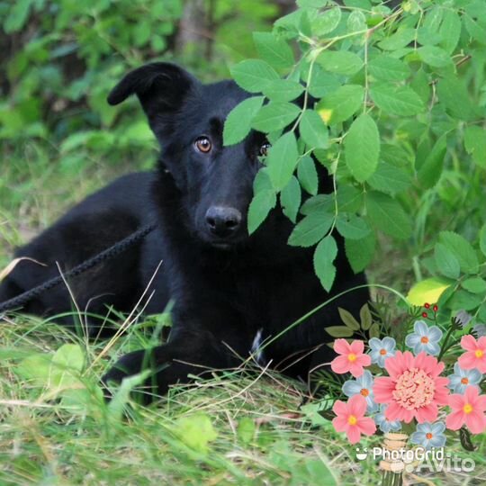 Щенок девочка в добрые руки