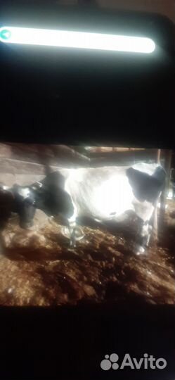 Корова дойные