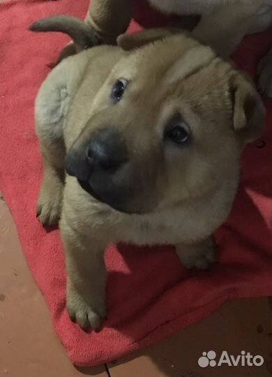 Собака шарпей