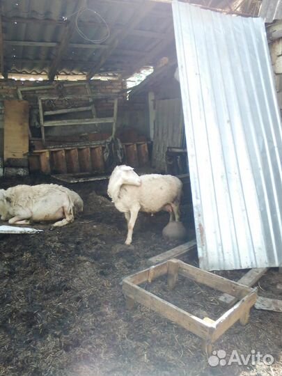 Овцы бараны