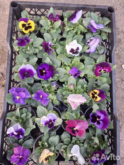 Горшочные цветы