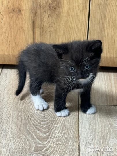 Котик в добрые руки