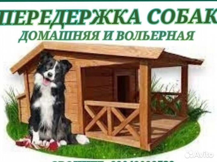 Передержка собак