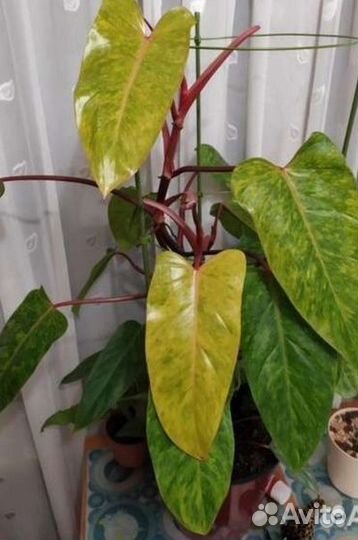 Филодендрон медуза