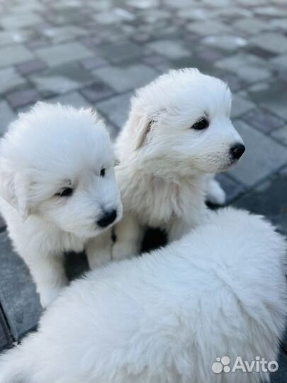 Маремма абруцкая овчарка