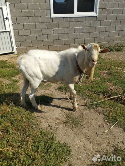 Козел зааненский