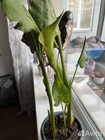 Цветы каллы