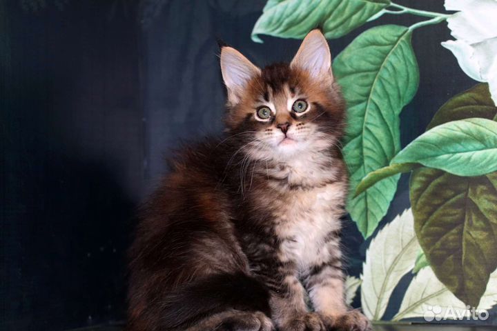 Мейн-кун самый красивый и крупный котенок,питомник