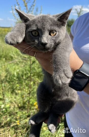 Крольчата породы черно бурый. Животные луховицы. Нашлась кошка красноярск. Животные луховицы. Животные луховицы.