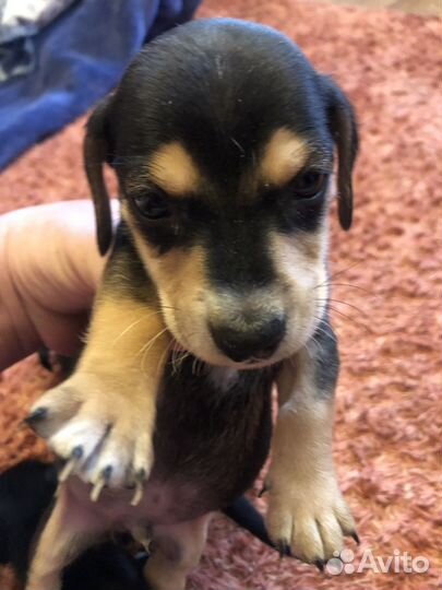 Щенки таксы