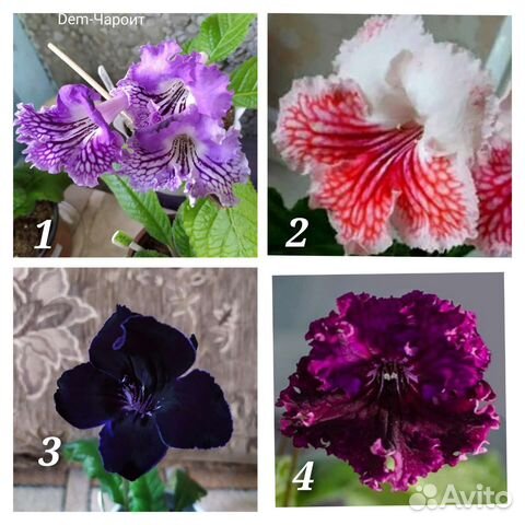 Стрептокарпусы