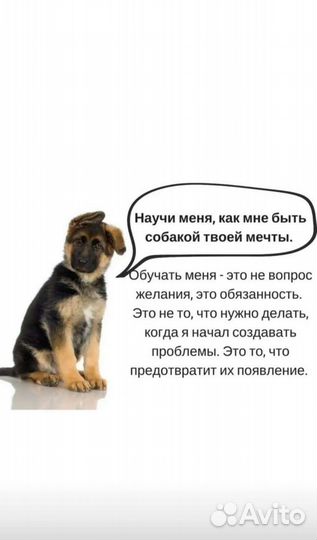 Дрессировка собак