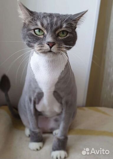 Стрижка кошек