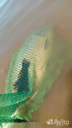 Свежая рыба