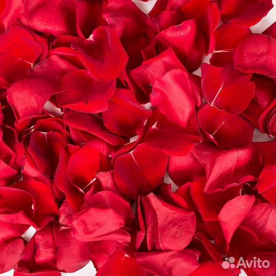 Лепестки роз