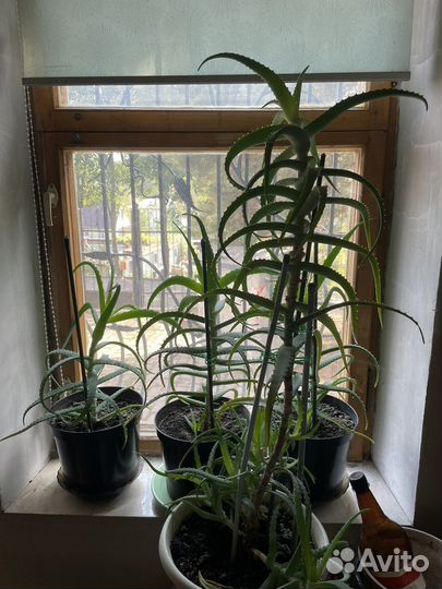 Комнатные цветы алоэ лечебное (столетник )