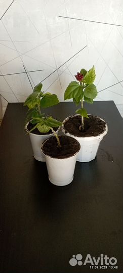 Комнатные цветы розы