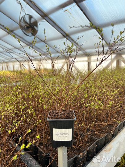 Спирея грифшейм Р9