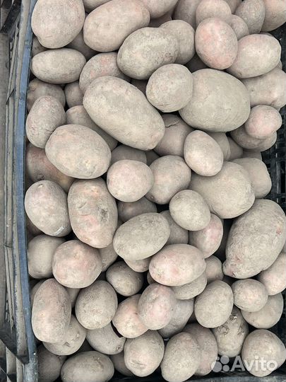 Овощи фермерские