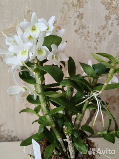 Дендробиум Angel Baby 