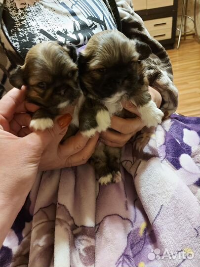 Щенки пекинеса