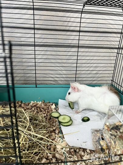 Морская свинка с клеткой
