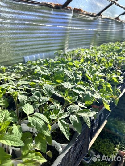 Рассада помидор, огурцов, кабачков, перцев