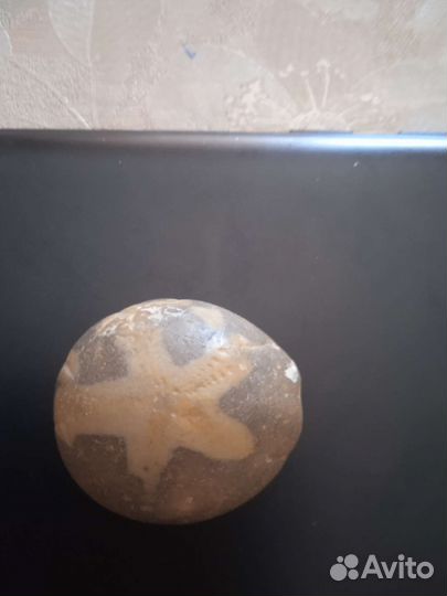 Окаменелая морская звезда