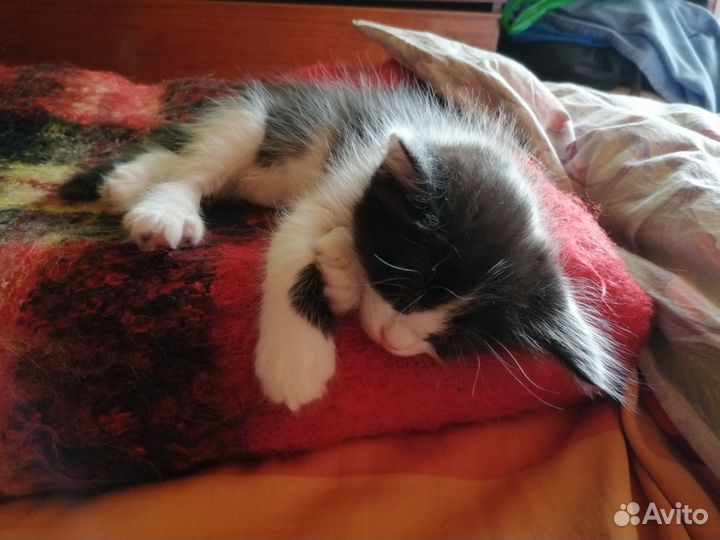 Котята