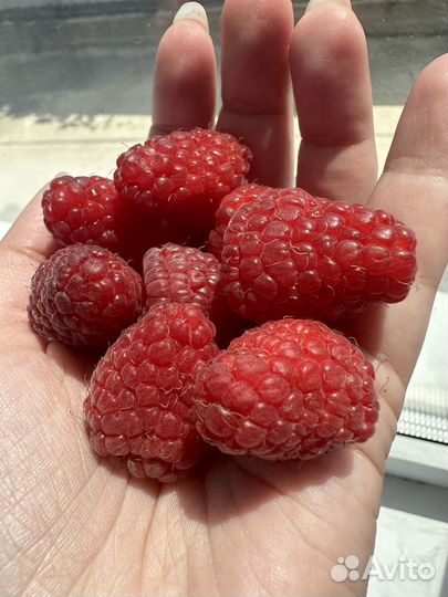 Саженцы клубники малины