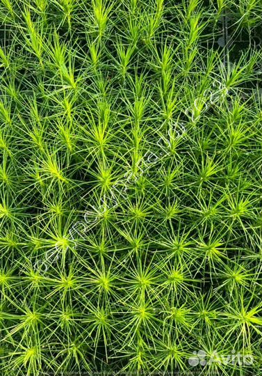 Сеянцы сосна ель зкс окс посадочный хвойные