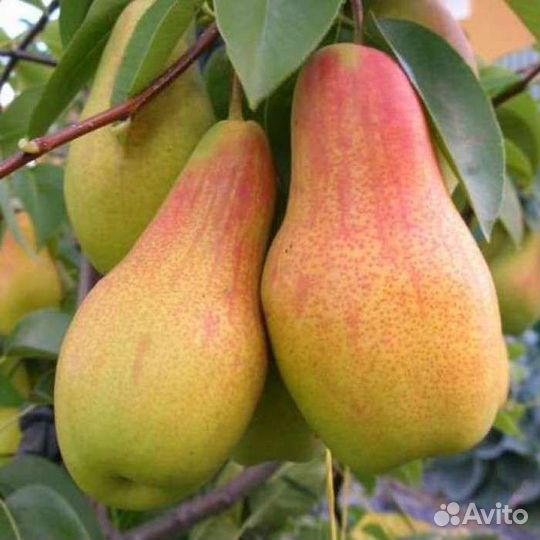 Груша осенняя Талгарская красавица