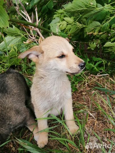 Сабачки в добрые ручки