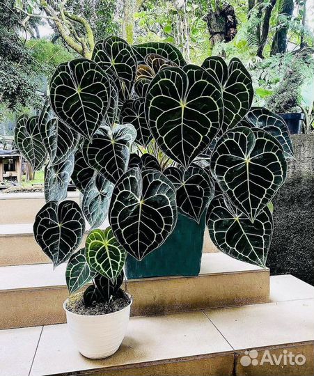 Антуриум кларинервиум