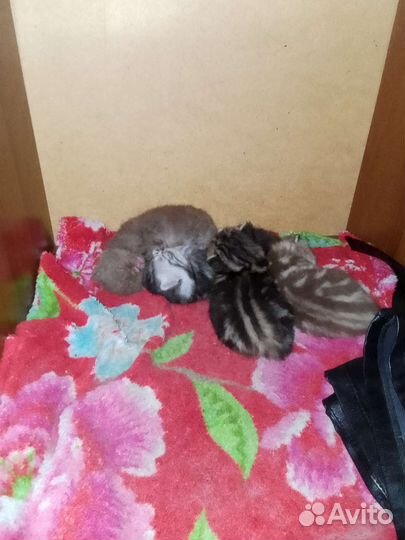 Котятки в добрые руки