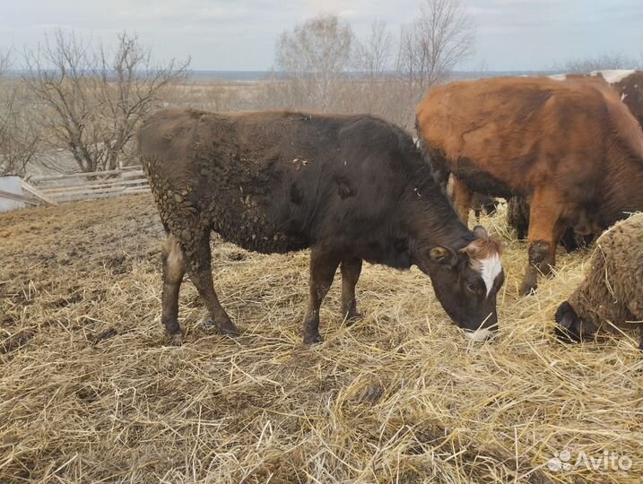 С/х животные:корова, тёлочки, овцы, ягнята