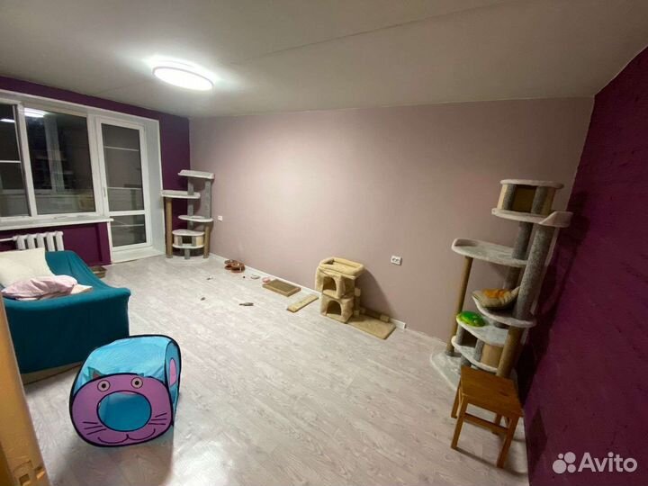 Квартирная передержка для кошек с лейкозом