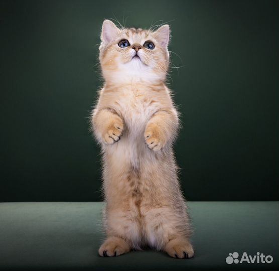 Манчкин